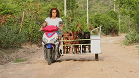 Dedicated animal shelter volunteer carefully transporting six rescued dogs in motorcycle sidecar, demonstrating profound commitment to canine welfare and compassionate community support - Powered by Shutterstock - Get 15% off with code: PIKWIZARD15