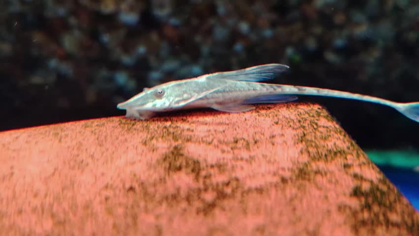 A slender, armored whiptail catfish with a long tail, sucker mouth, and peaceful nature; ideal for planted aquariums.