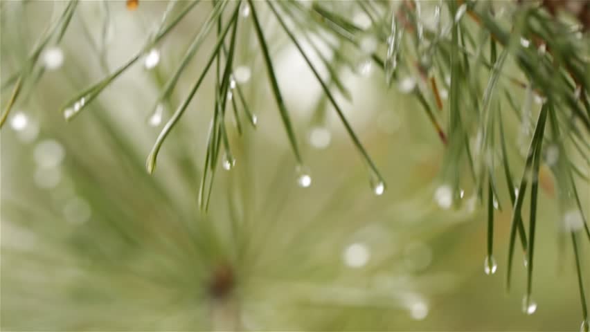 A lot of green christmas tree needles with morning dew drops and blur with needles