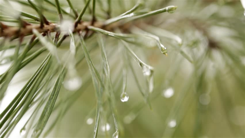 A lot of christmas tree needles with morning dew drops and blur