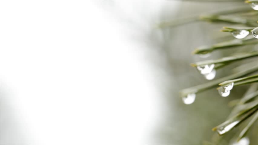 A lot of green needles of a Christmas tree with drops of morning dew