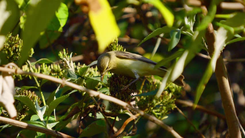 Willow warbler (Phylloscopus trochilus) perched on delicate branches, eating seeds with agile movements. Natural light and soft background highlight its feeding behavior in the wild.