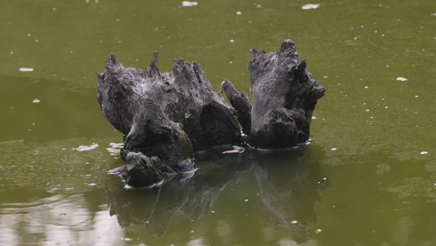 Old stump in a forest lake