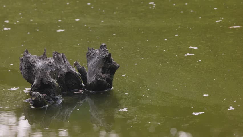 Old stump in a forest lake