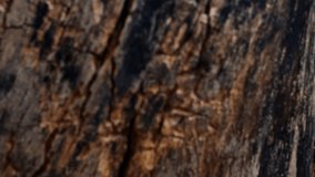 Detailed view of the cracked, dry wood of a tree stump reveals its annual rings. An organic texture in a forest, perfect for illustrating the natural aging process with a rustic and weathered - Powered by Shutterstock - Get 15% off with code: PIKWIZARD15