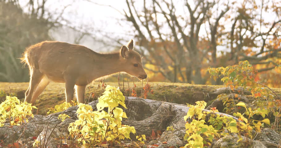 Fawn(Japanese spotted deer) foraging in autumn season