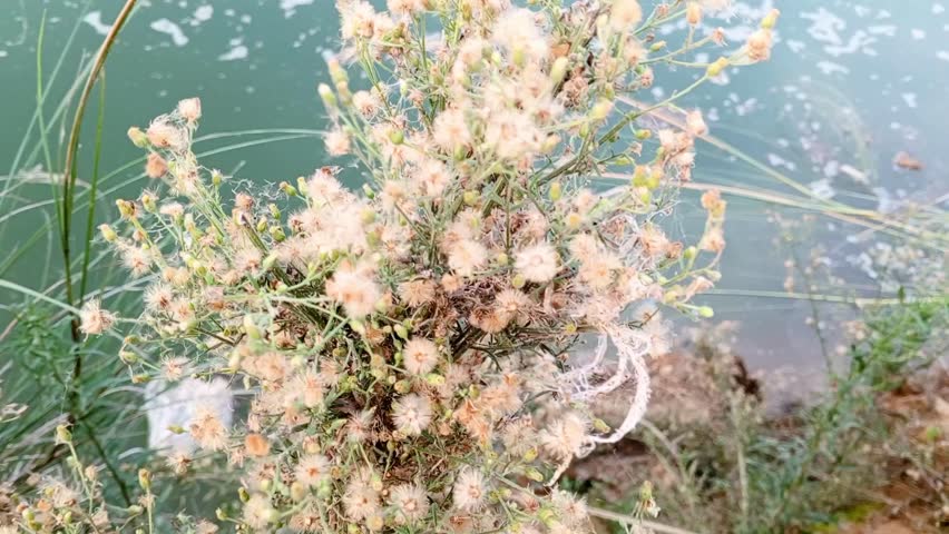 The image displays a close-up of a plant identified as a species of Erigeron, likely Erigeron canadensis (also known as horseweed, Canadian horseweed, Canadian fleabane, coltstail, marestail, or butte
