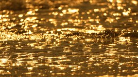 Water ocean golden, child running through shimmering waves at sunset, beautiful warm light during summer - Powered by Shutterstock - Get 15% off with code: PIKWIZARD15