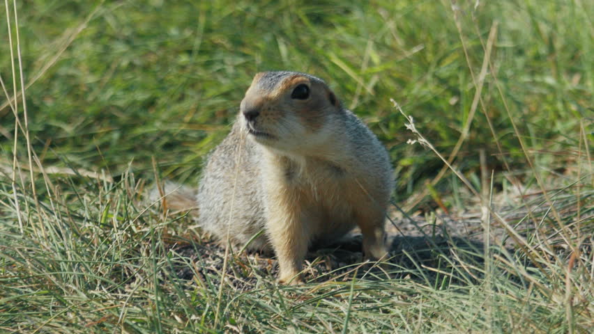The European ground squirrel or Spermophilus citellus on the natural habitat in the summer green field
