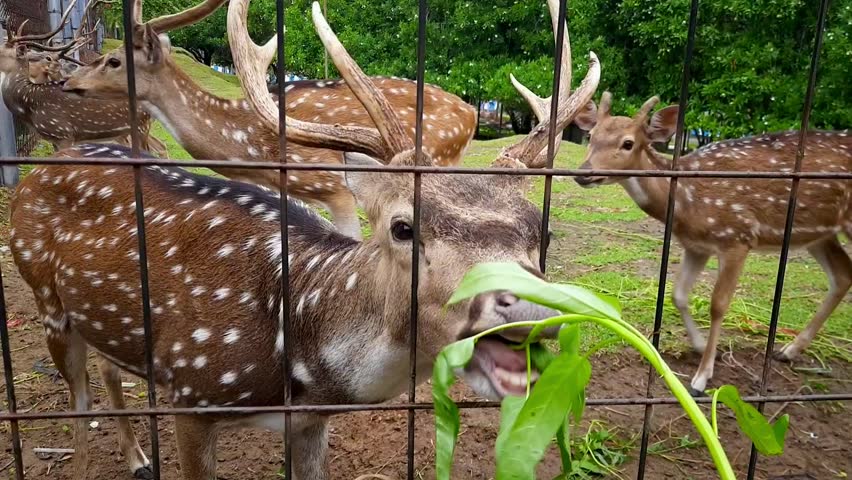 Point of view of a visitor hand feeding a spotted deer with green leaves at a deer breeding park in Padang Pariaman, Indonesia