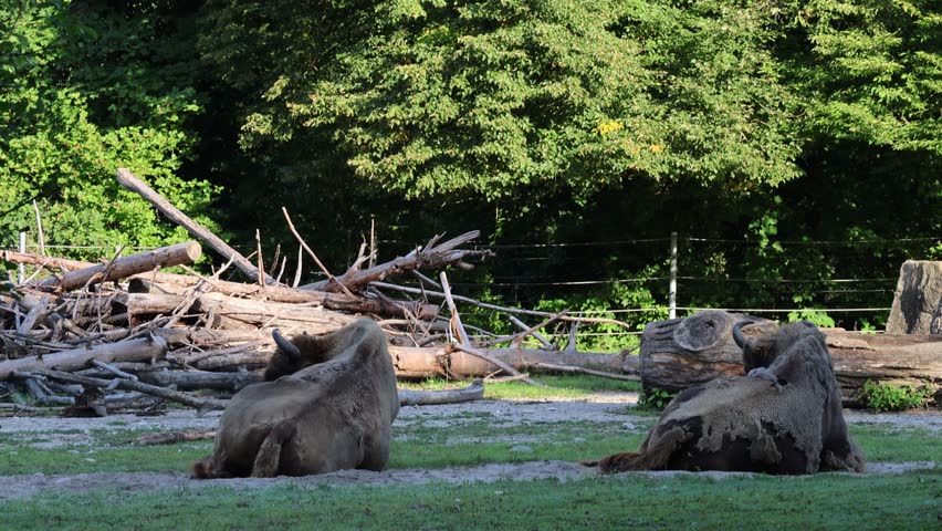 Two bisons sitting on the floor and swatting away flies, portrait