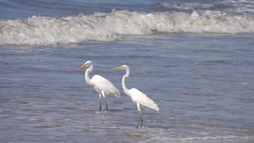 Bird appetitive behavior Egrets feed in the surf of a sandy tourist beach, often eating floating waste. Sulu sea, Malaysia, Borneo