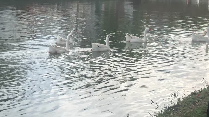 Group of geese swimming in calm water with clear reflections and feather detail.