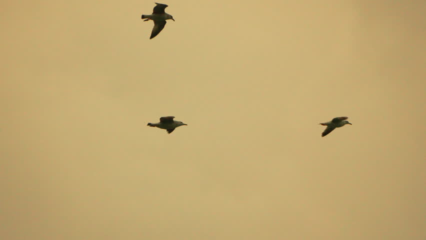 Seagulls, Flight, Sky. Three seagulls gracefully fly across a vast, golden-hour sky, embodying freedom and tranquility.