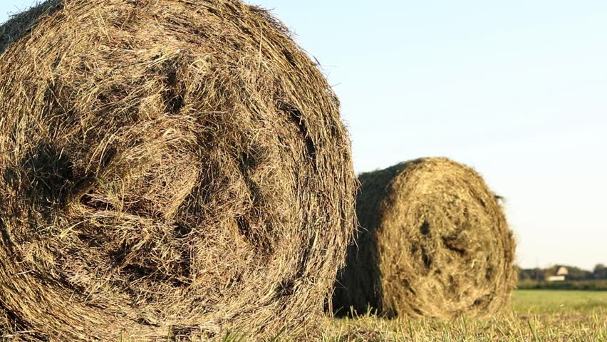 A bale of straw in the field, close-up. Straw close-up collected in round bales. The concept of agricultural production. Village. Field. The concept of farming and harvesting. Landscape countryside