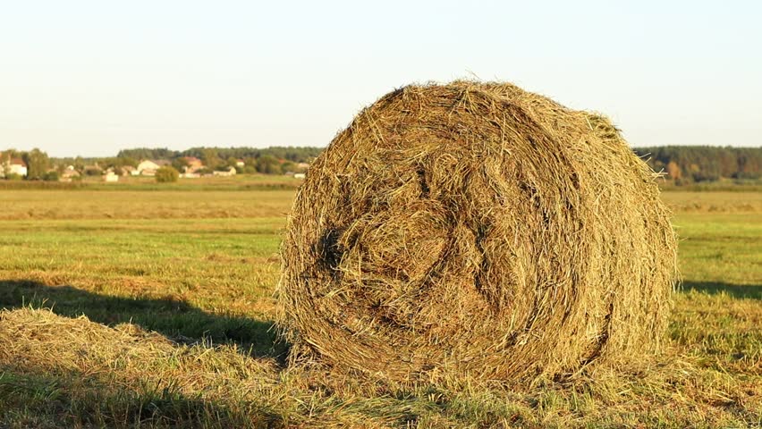 A bale of straw in the field, close-up. Straw close-up collected in round bales. The concept of agricultural production. Village. Field. The concept of farming and harvesting. Landscape countryside