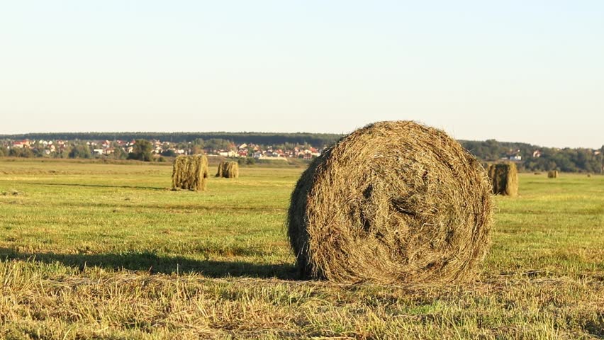 A bale of straw in the field, close-up. Straw close-up collected in round bales. The concept of agricultural production. Village. Field. The concept of farming and harvesting. Landscape countryside