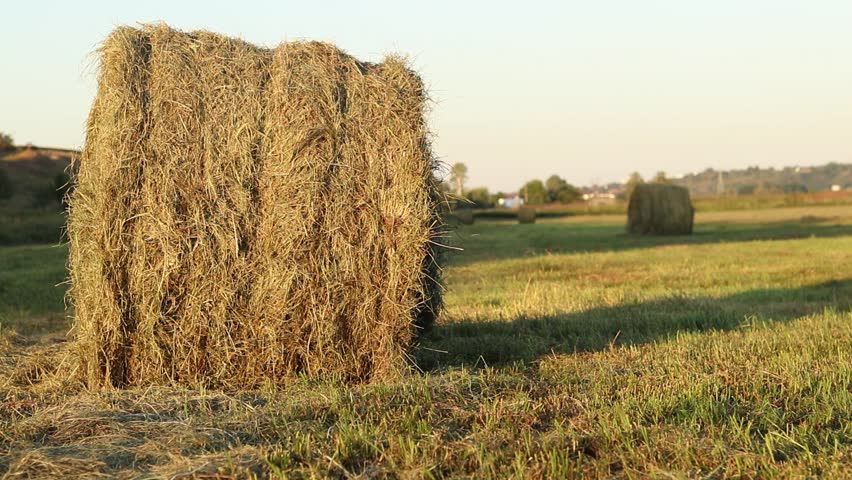A bale of straw in the field, close-up. Straw close-up collected in round bales. The concept of agricultural production. Village. Field. The concept of farming and harvesting. Landscape countryside