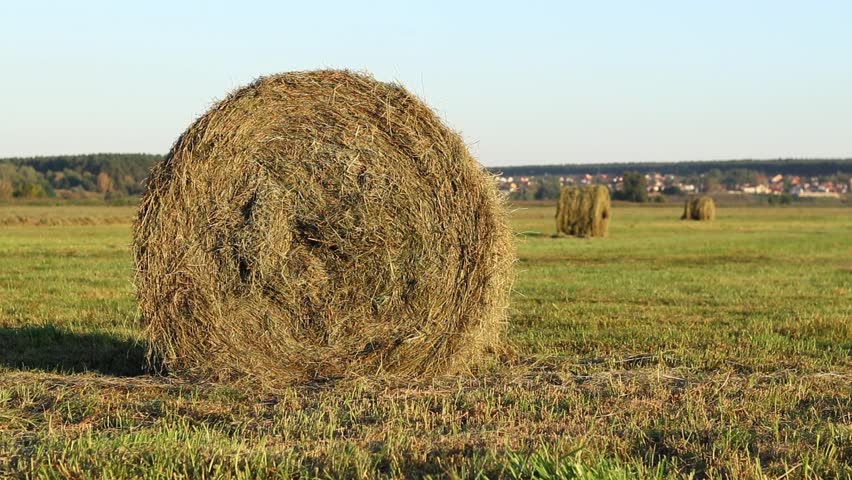 A bale of straw in the field, close-up. Straw close-up collected in round bales. The concept of agricultural production. Village. Field. The concept of farming and harvesting. Landscape countryside