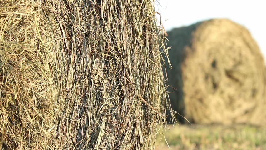 A bale of straw in the field, close-up. Straw close-up collected in round bales. The concept of agricultural production. Village. Field. The concept of farming and harvesting. Landscape countryside