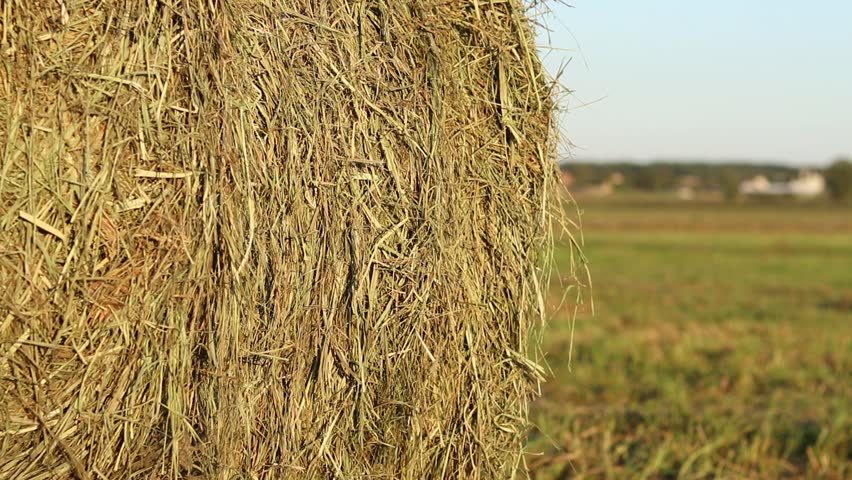 A bale of straw in the field, close-up. Straw close-up collected in round bales. The concept of agricultural production. Village. Field. The concept of farming and harvesting. Landscape countryside