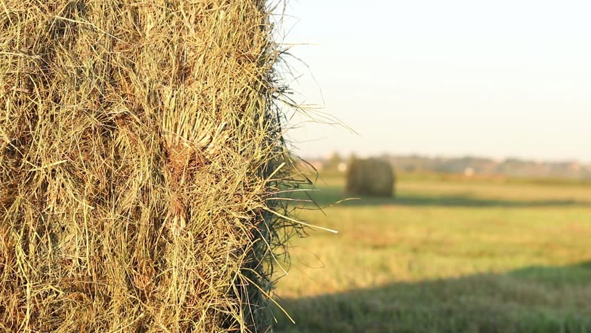 A bale of straw in the field, close-up. Straw close-up collected in round bales. The concept of agricultural production. Village. Field. The concept of farming and harvesting. Landscape countryside