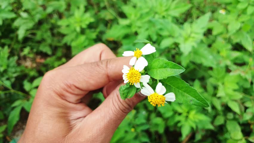 Yellow and white flowers in hand on grass green background. 