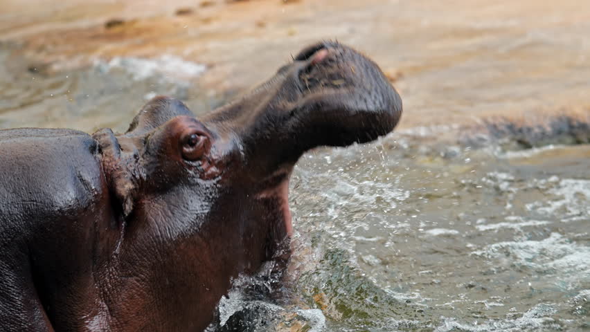 Hippopotamus open mouth bathing in water. Enjoying bath in pond,opening wide jaw