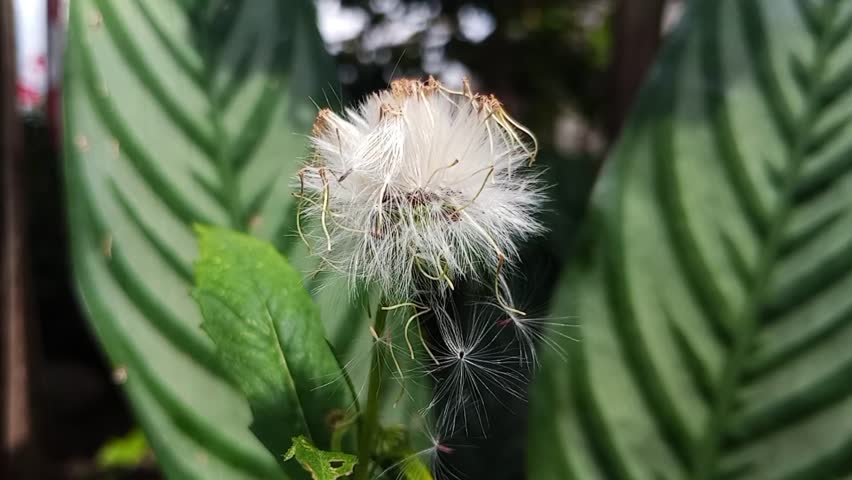 White dandelion flower with delicate fluffy seeds blowing in the wind under natural sunlight. Close-up macro nature footage of spring meadow plants in soft focus