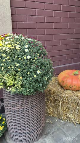 Seasonal outdoor decor with pumpkins and mums. for autumn and holiday campaigns