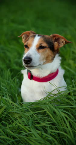 Cute Jack Russell terrier sitting in a park, small friendly pet dog.