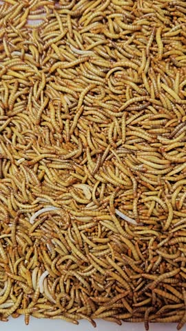 Little worms are in the tray for feeding to the birds.