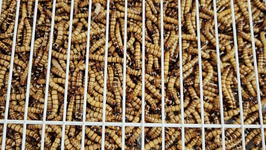 Little worms are in the case for feeding to the birds.