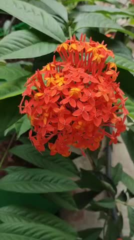 Blooming orange flowers in plant