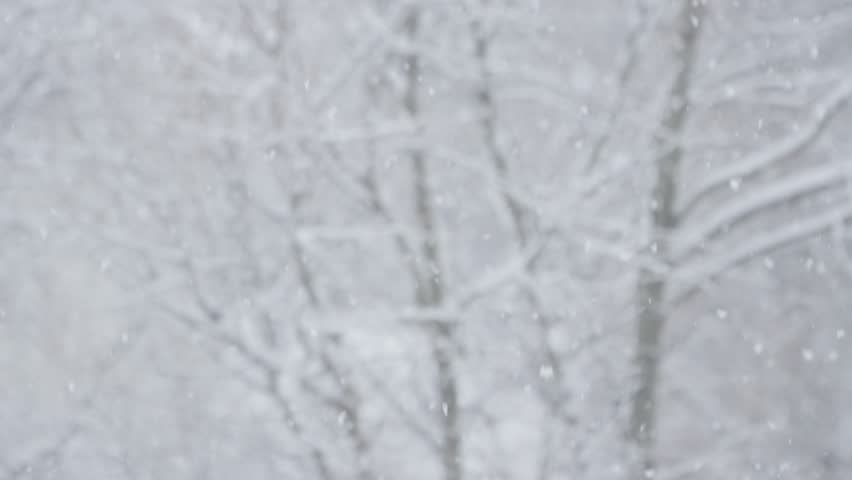 A serene snowstorm envelops the landscape, as delicate snowflakes drift through the air, transforming the lush forest into a breathtaking winter wonderland filled with magic and beauty