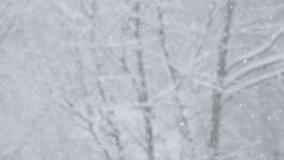 A serene snowstorm envelops the landscape, as delicate snowflakes drift through the air, transforming the lush forest into a breathtaking winter wonderland filled with magic and beauty - Powered by Shutterstock - Get 15% off with code: PIKWIZARD15