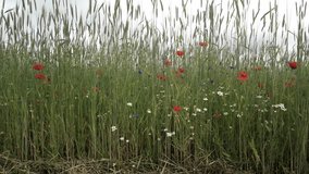 Tall green cereal crop with blooming wildflowers such as poppies, cornflowers and chamomile. Rural farmland scene under a cloudy summer sky in bloom.
 - Powered by Shutterstock - Get 15% off with code: PIKWIZARD15