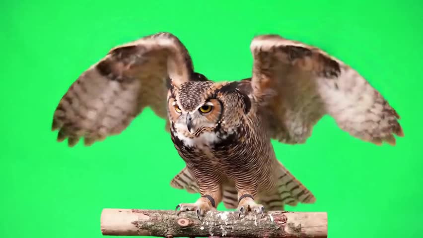 A majestic Great Horned Owl with wings spread wide, perched on a wooden branch against a vibrant green screen background.