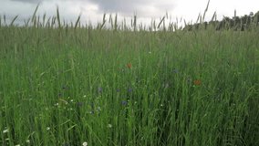 Tall green cereal crop with blooming wildflowers such as poppies, cornflowers and chamomile. Rural farmland scene under a cloudy summer sky in bloom.
 - Powered by Shutterstock - Get 15% off with code: PIKWIZARD15