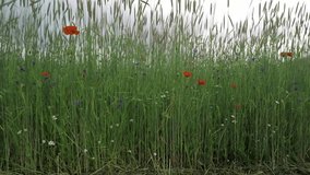 Tall green cereal crop with blooming wildflowers such as poppies, cornflowers and chamomile. Rural farmland scene under a cloudy summer sky in bloom.
 - Powered by Shutterstock - Get 15% off with code: PIKWIZARD15