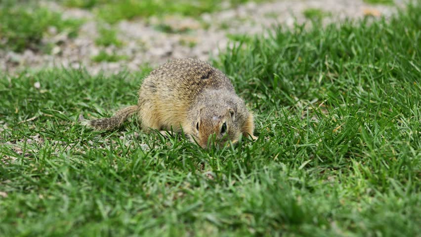 Ground squirrel on grass 4k video. Small rodent foraging and moving in natural habitat. Wildlife nature, animal behavior outdoor scene captured in high resolution. Ground squirrel in natural habitat