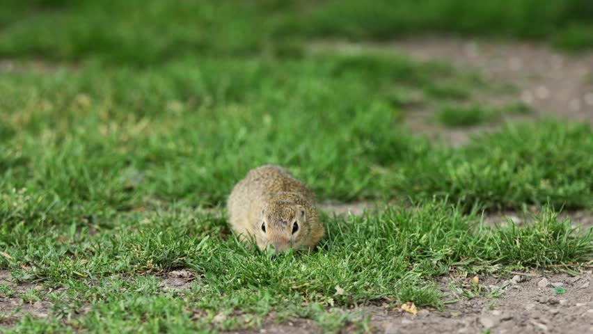 Ground squirrel on grass 4k video. Small rodent foraging and moving in natural habitat. Wildlife nature, animal behavior outdoor scene captured in high resolution. Ground squirrel in natural habitat