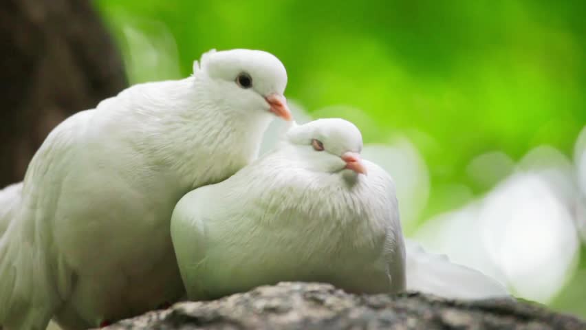 Close-up of two pigeons together, symbolizing love, affection, and bonding in nature.
