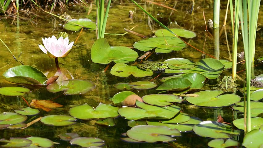 Frog in pond 4K video. Amphibian resting on water surface among aquatic plants. Wildlife, nature, and wetland habitat in close-up view, water animals wildlife in summer. Green frog