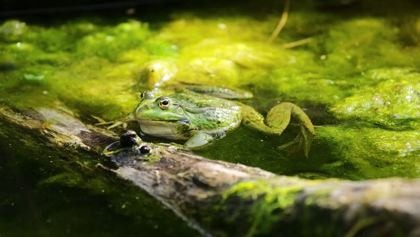 Frog in pond 4K video. Amphibian resting on water surface among aquatic plants. Wildlife, nature, and wetland habitat in close-up view, water animals wildlife in summer. Green frog