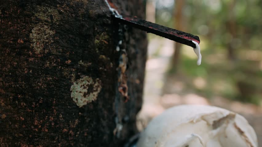 White latex dripping into pot from a tapped rubber tree in a plantation in Thailand