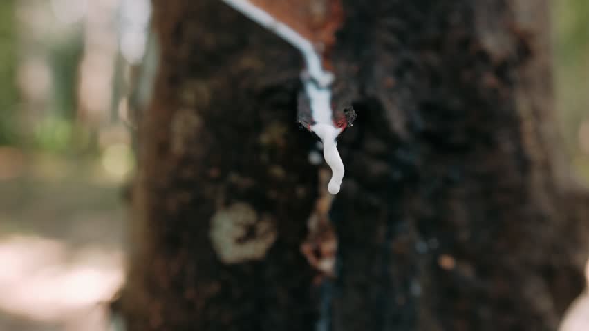 White latex slowly dripping from tapped rubber tree bark, revealing natural extraction process in Thailand plantation landscape