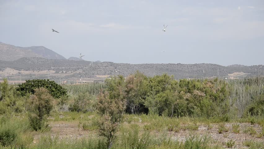 The whiskered tern (Chlidonias hybrida) is a tern in the family Laridae