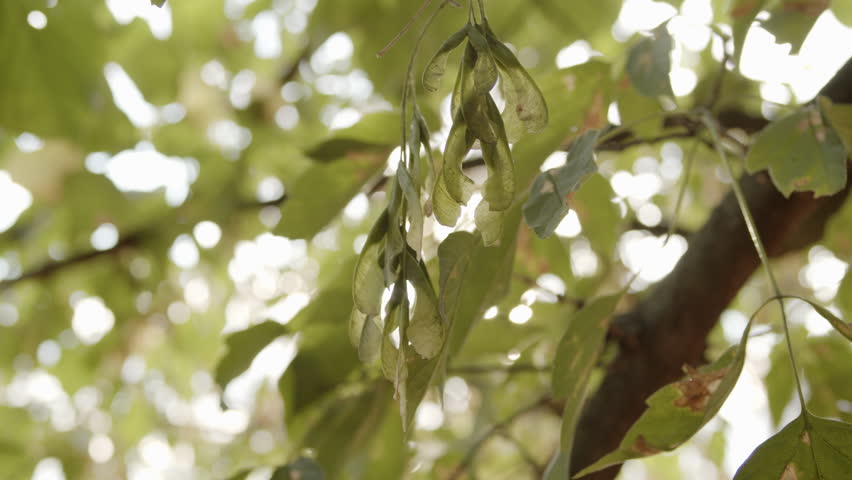 Sunlight filtering through green leaves with glowing rays shining across forest canopy in natural outdoor setting