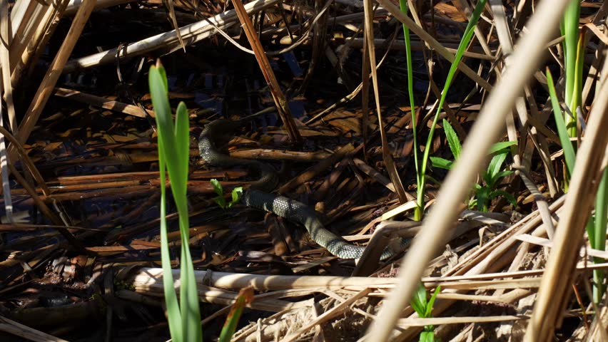 Grass snake with distinctive pattern slithering through wetland marsh with dry reeds and water in natural habitat. Concept of wildlife conservation, reptile ecology and biodiversity protection. 4k 